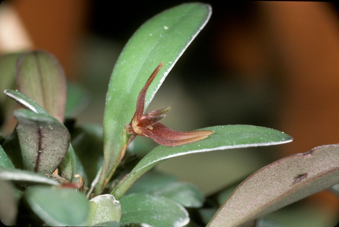 Anathallis funerea — related species from the same genus