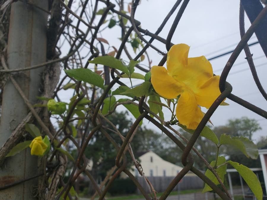 Macfadyena unguis-cati flower