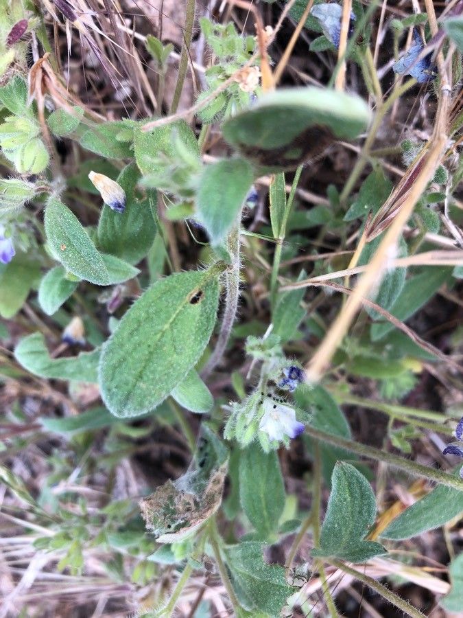 Phacelia curvipes — houseplant care guide