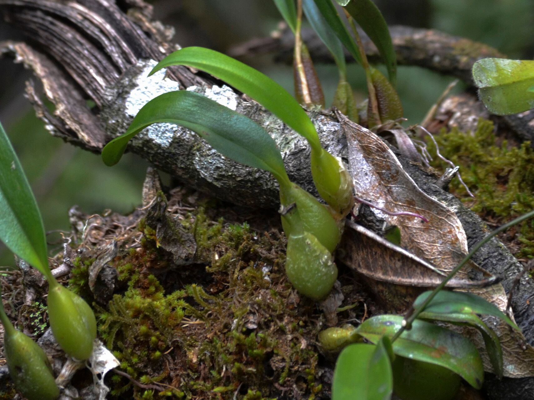 Bulbophyllum multiflorum — houseplant care guide