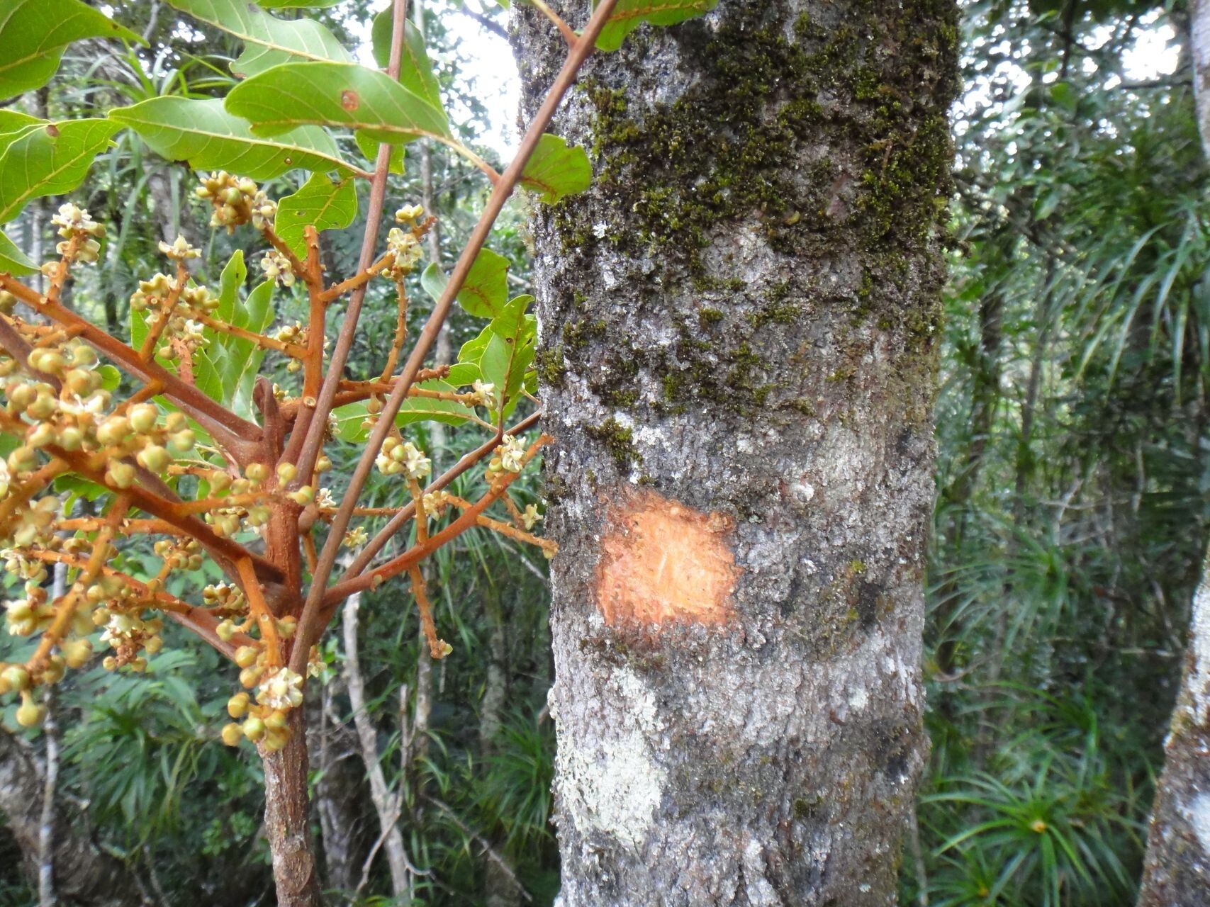 Cupaniopsis chytradenia bark
