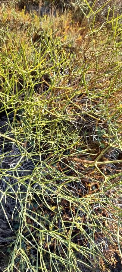 Peucedanum paniculatum — houseplant care guide