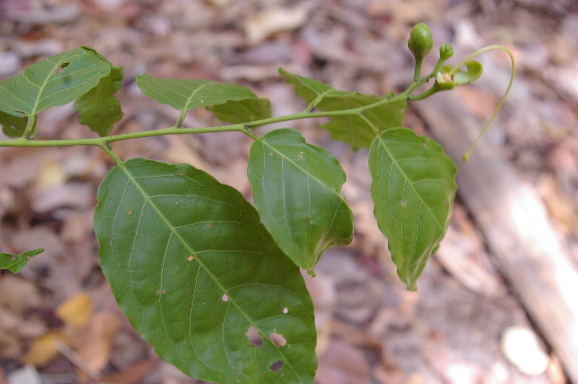 Morisonia amplissima — related species from the same genus
