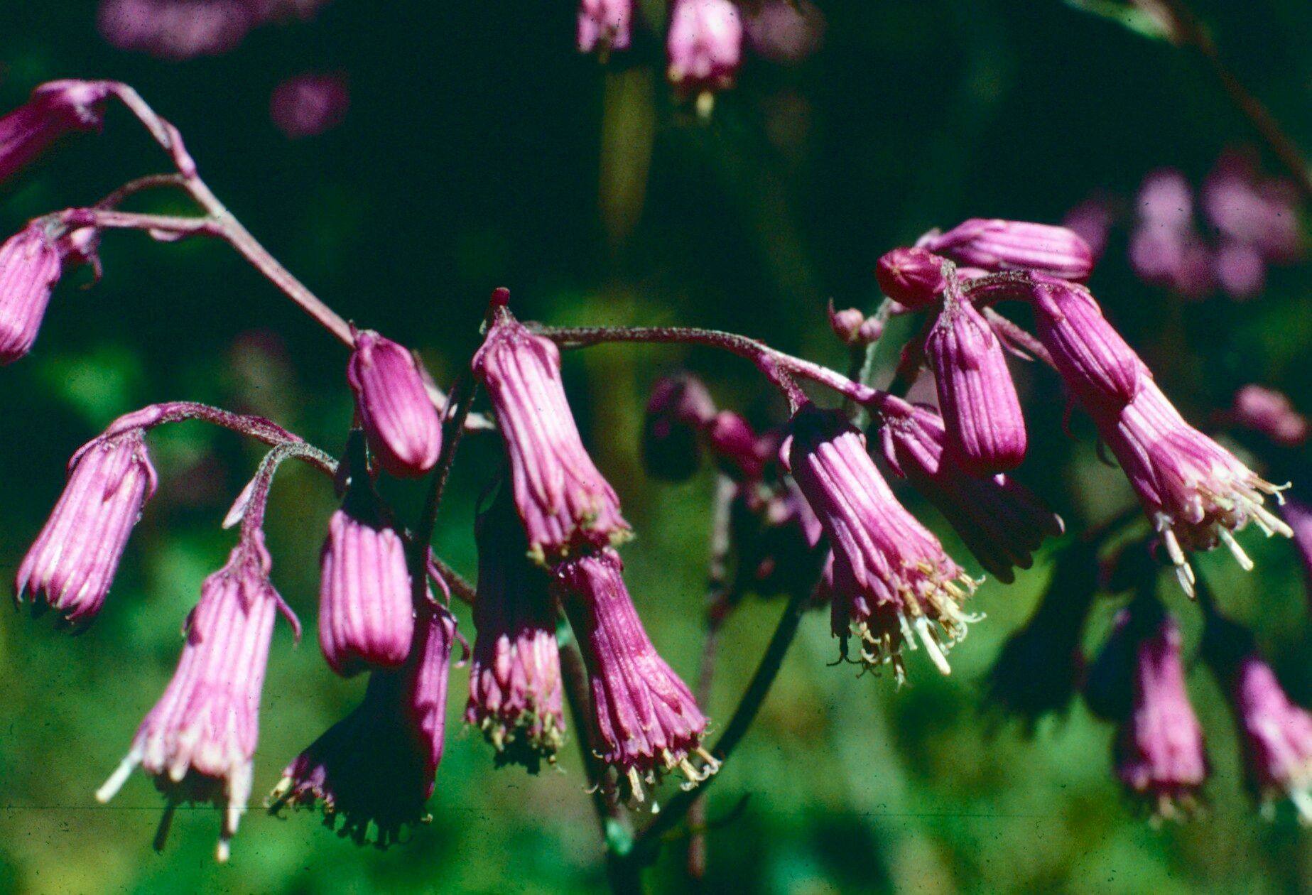 Senecio callosus — houseplant care guide