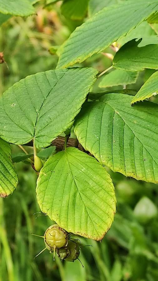 Corylopsis himalayana — related species from the same genus