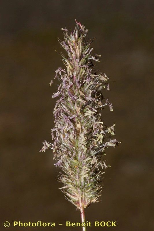 Phleum rhaeticum flower