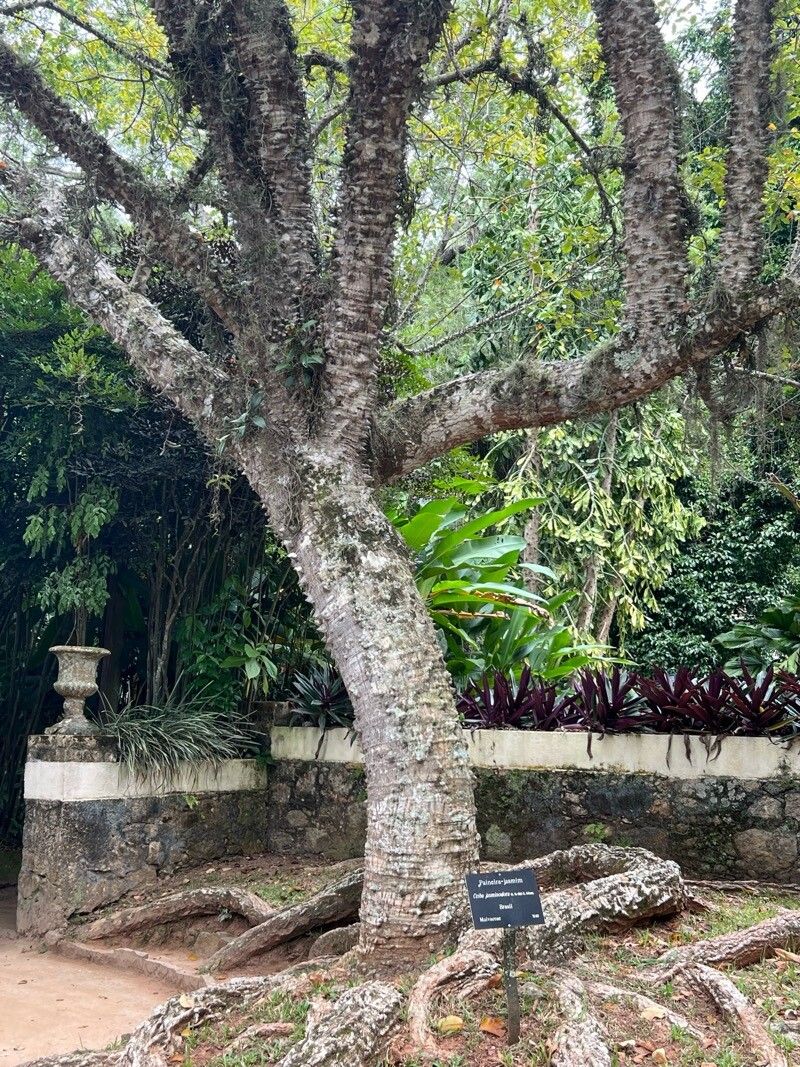 Ceiba jasminodora — search result for 'Ceiba'
