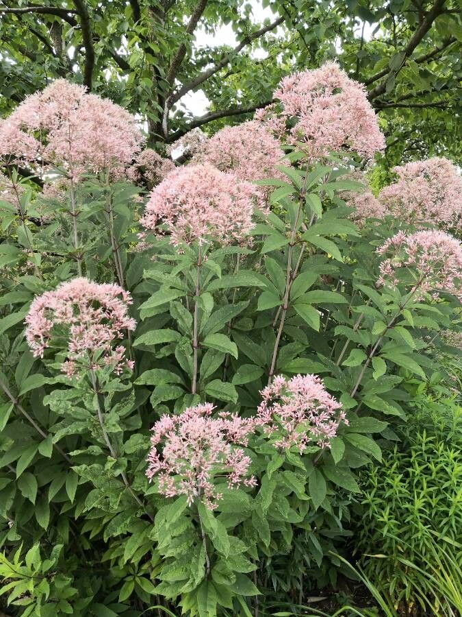 Eupatorium fistulosum habit