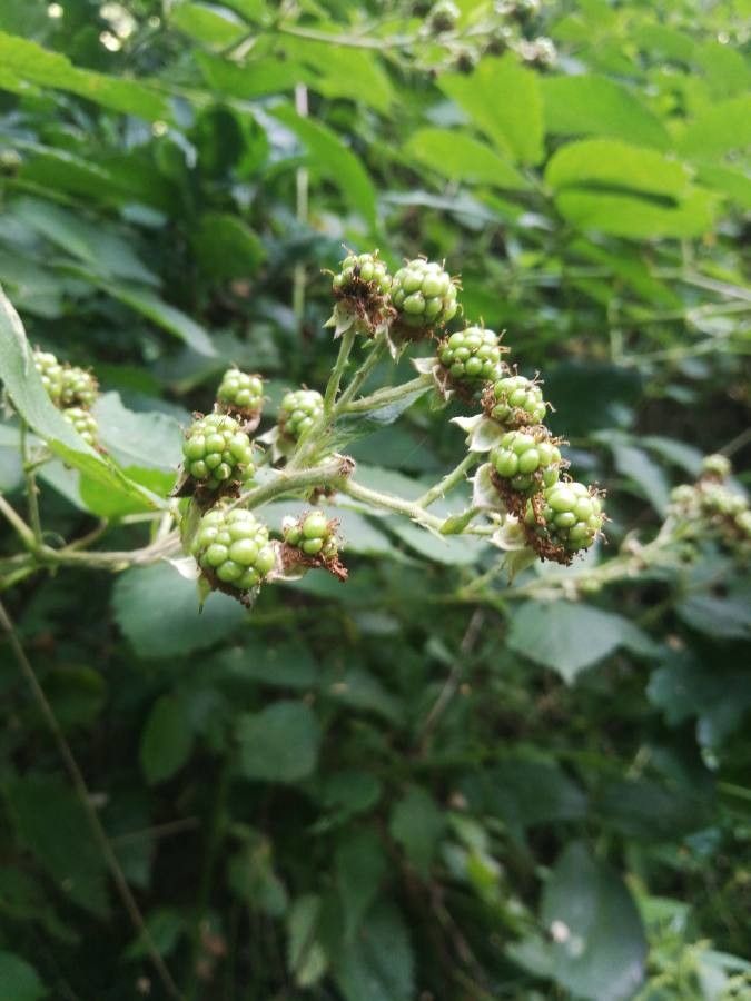 Rubus condensatus flower