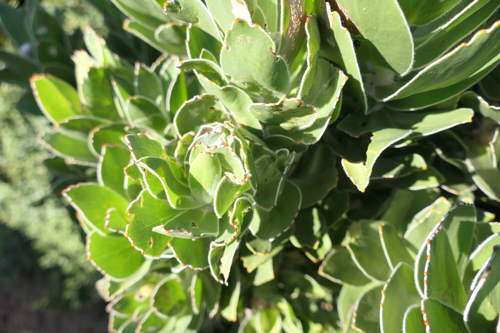 Leucospermum conocarpodendron