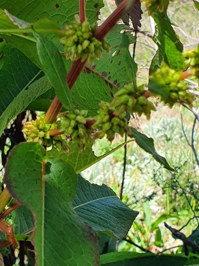 Rumex abyssinicus flower