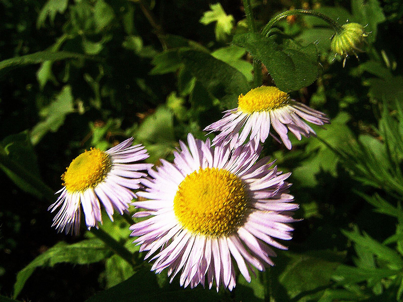Erigeron aliceae flower