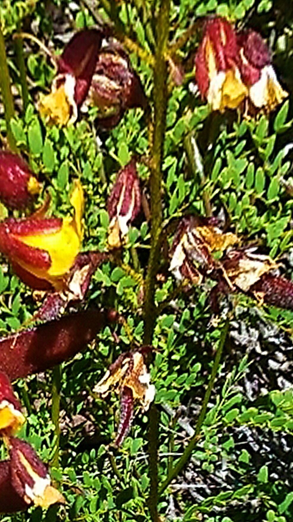 Erythrostemon angulatus — related species from the same genus
