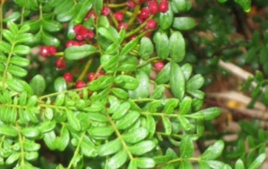 Pistacia texana — search result for 'Pistacia'