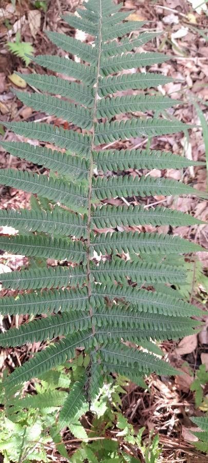 Christella hispidula — related species from the same genus