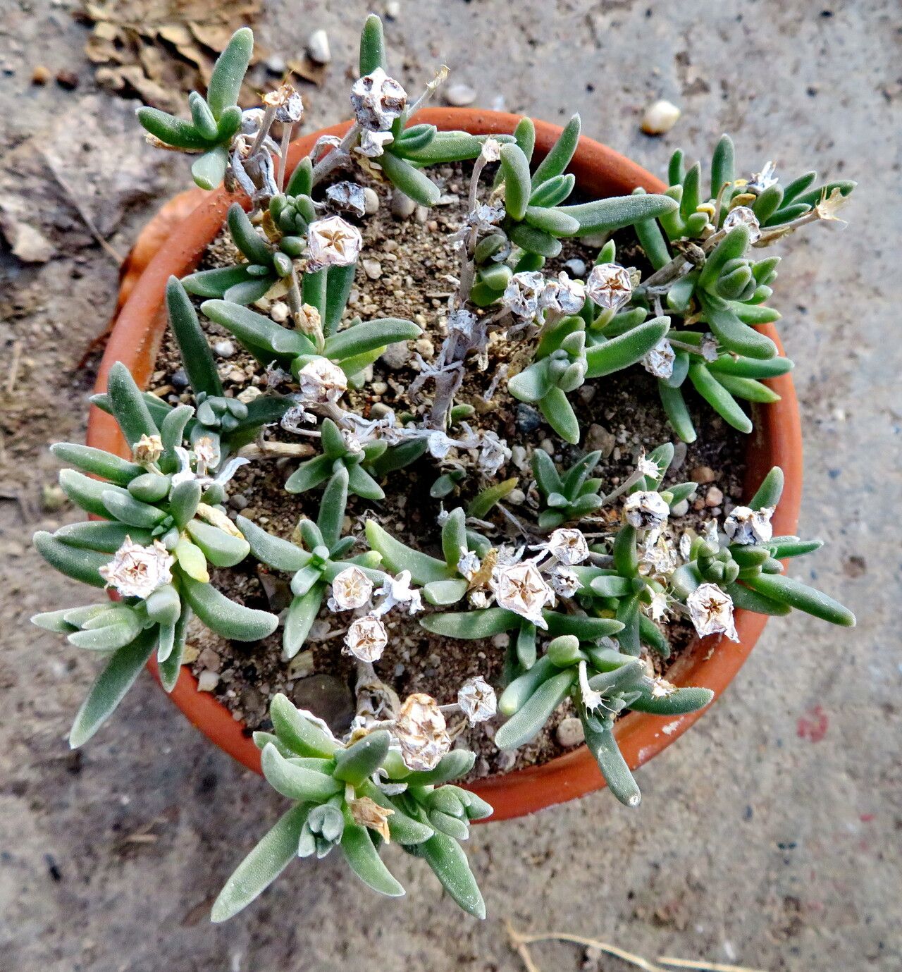 Delosperma abyssinicum habit