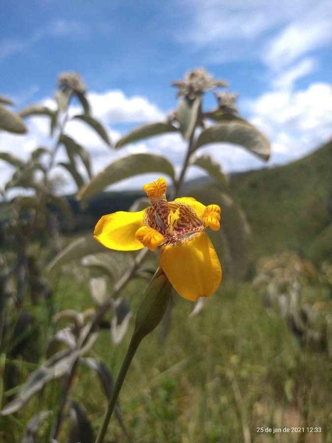Trimezia juncifolia — related species from the same genus