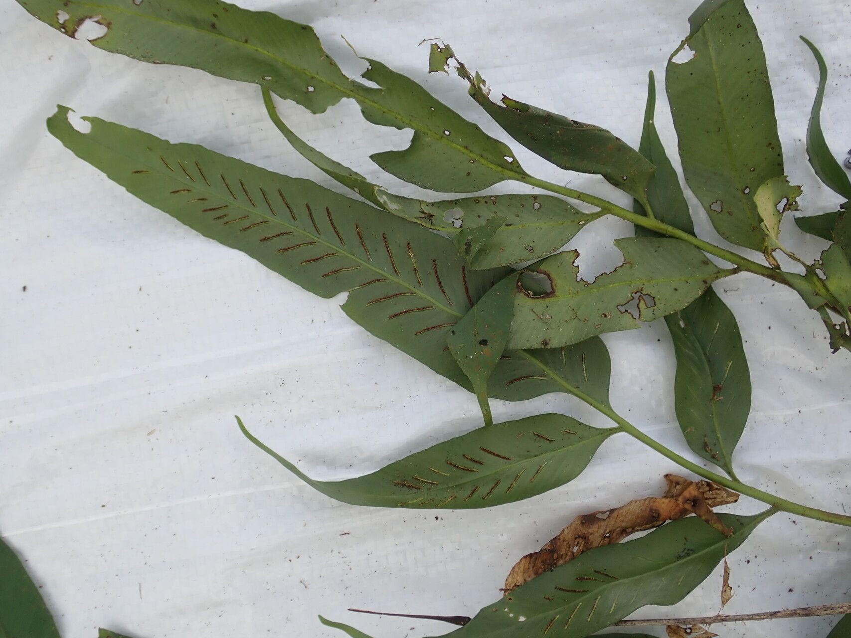 Asplenium gemmiferum leaf