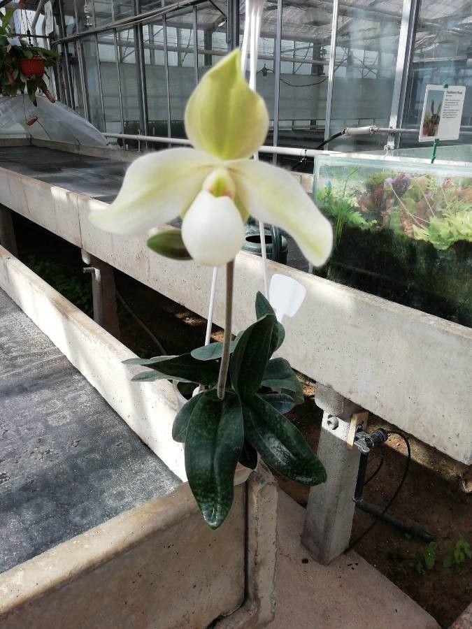 Paphiopedilum delenatii flower