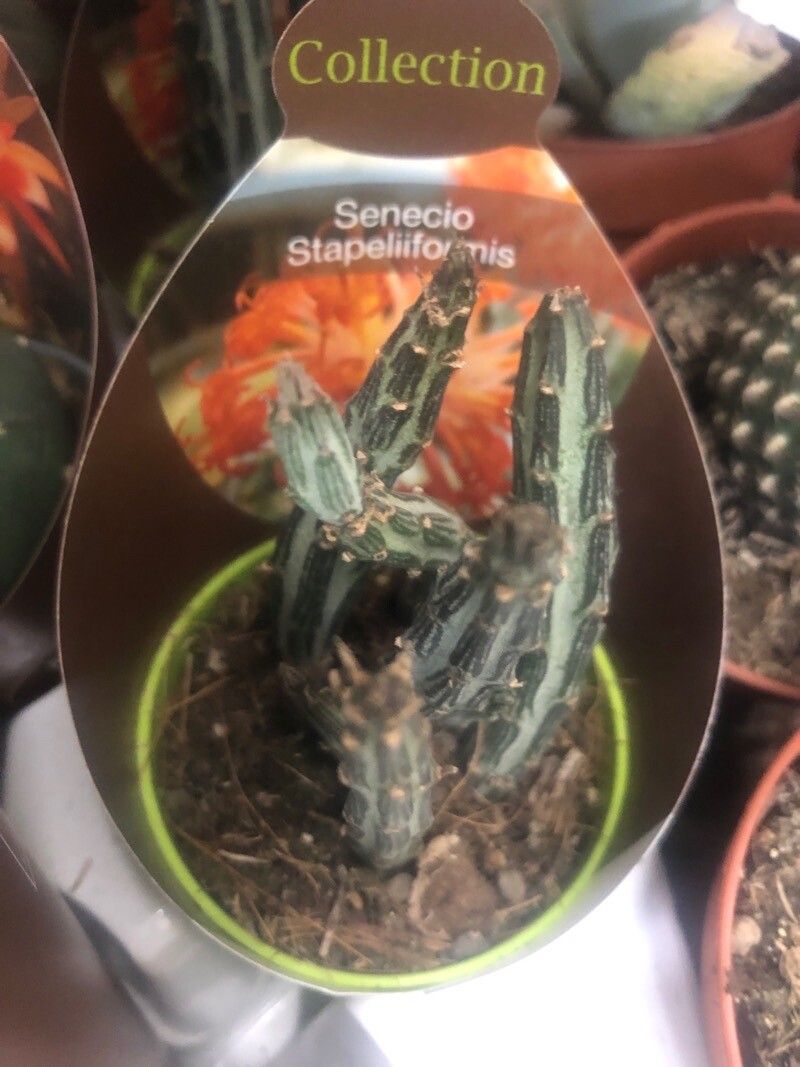 Kleinia stapeliiformis — difficulty difficulty houseplant