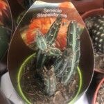 Kleinia stapeliiformis