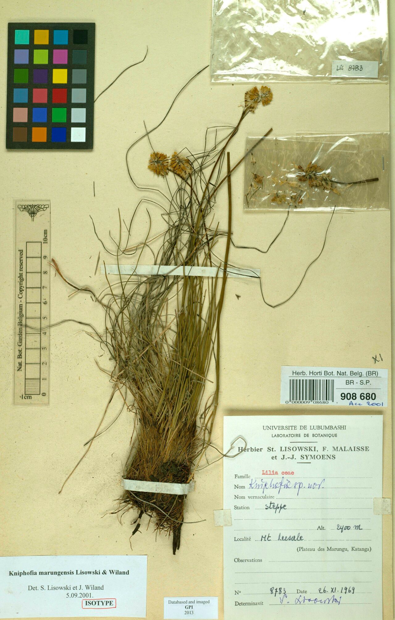 Kniphofia marungensis — houseplant care guide