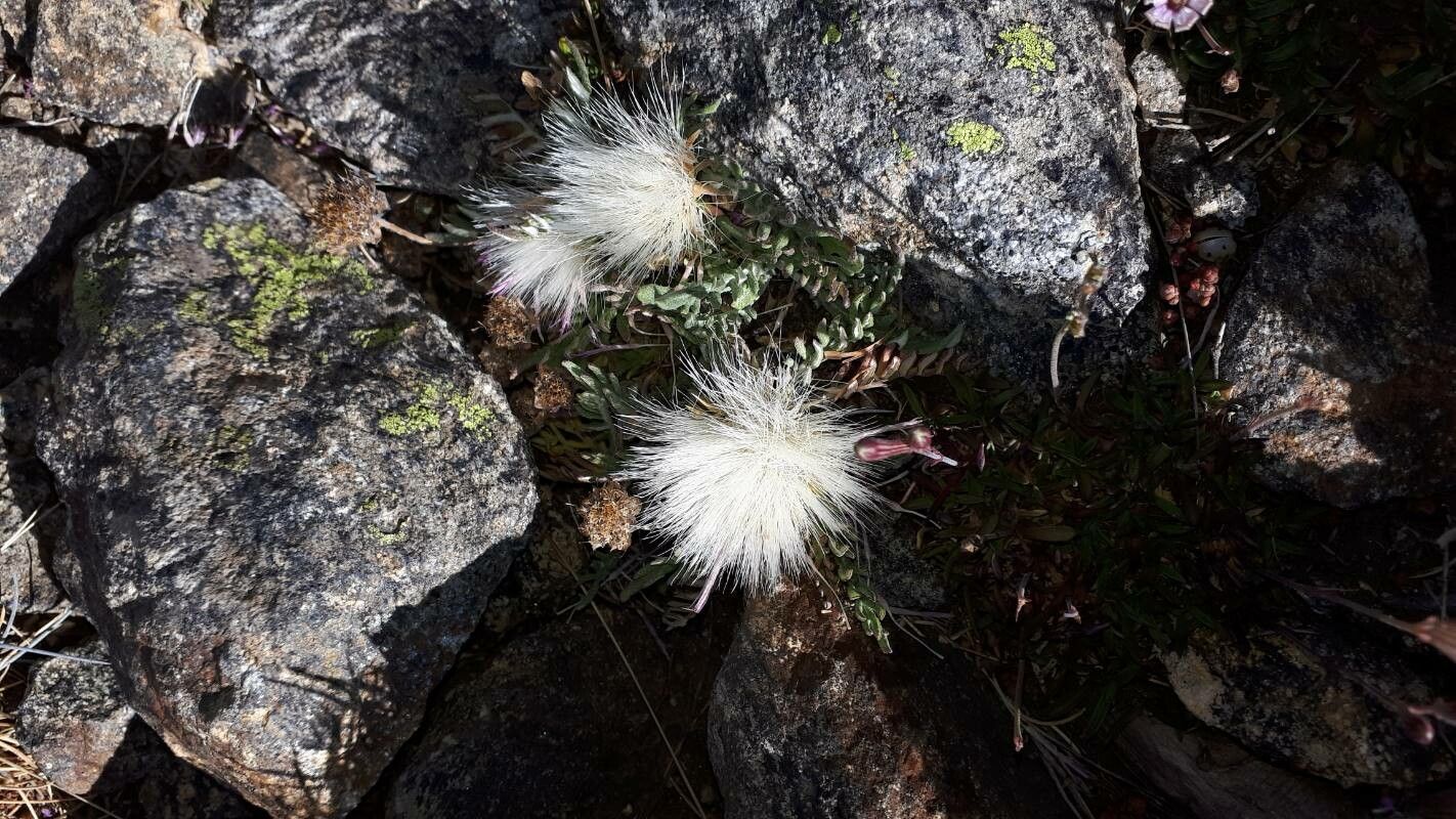 Jurinea humilis fruit