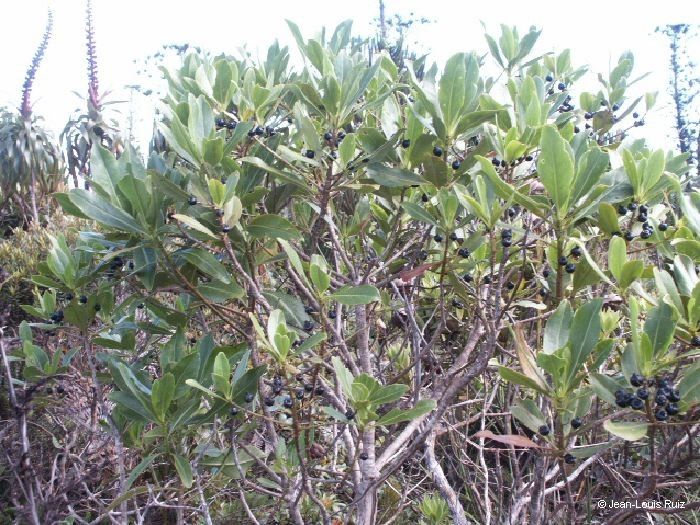 Scaevola cylindrica habit