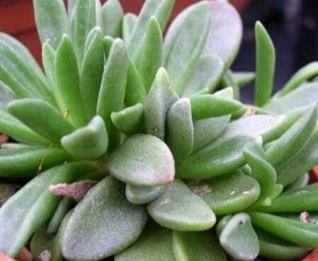 Adromischus phillipsiae — houseplant care guide