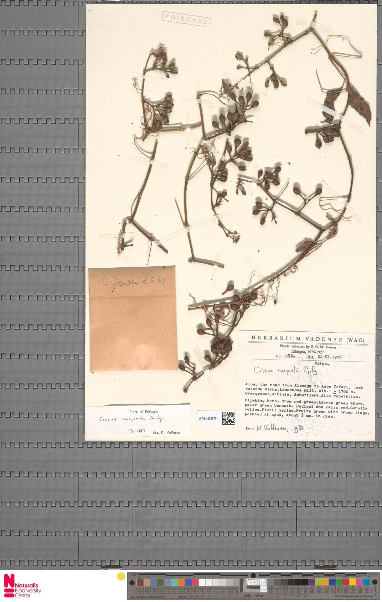 Cissus ruspolii — houseplant care guide