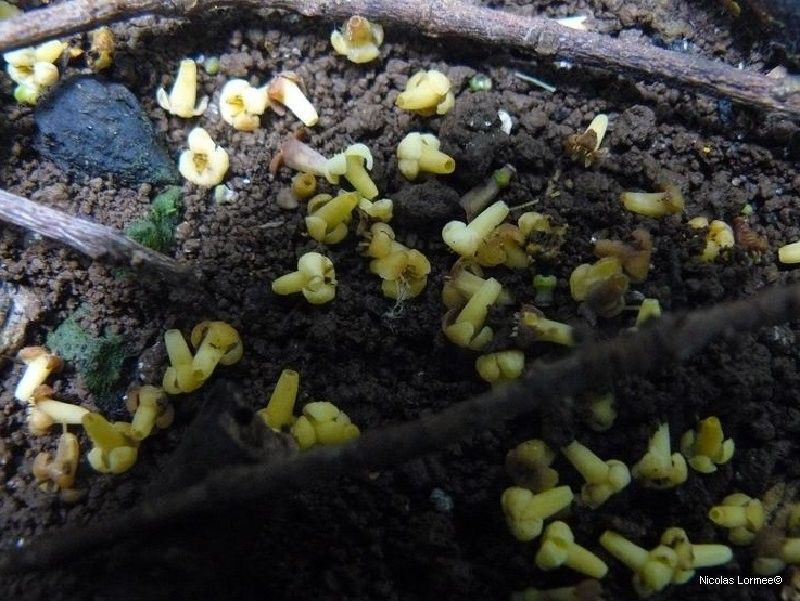 Tinadendron kajewskii habit