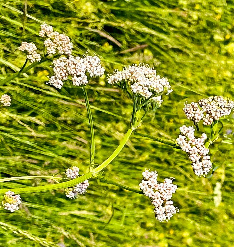 Valeriana galeottiana — search result for 'Valeriana'