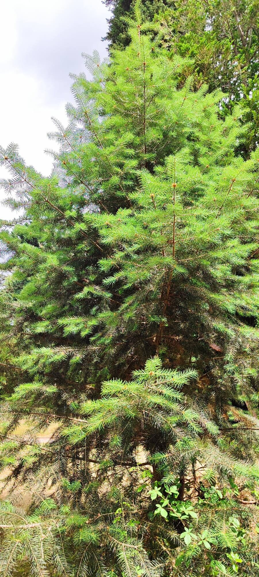 Abies bracteata habit