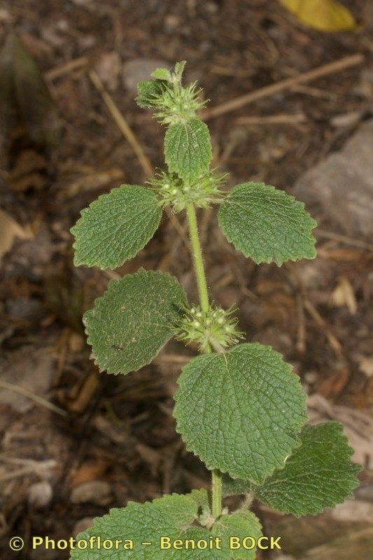 Marrubium echinatum other