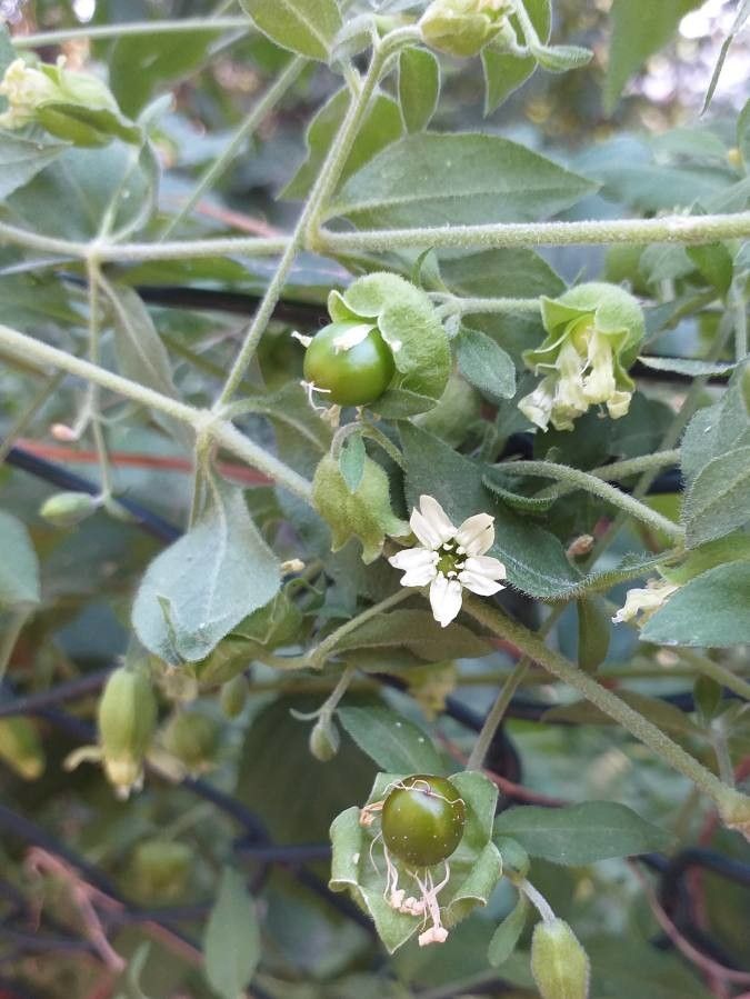 Silene baccifera flower