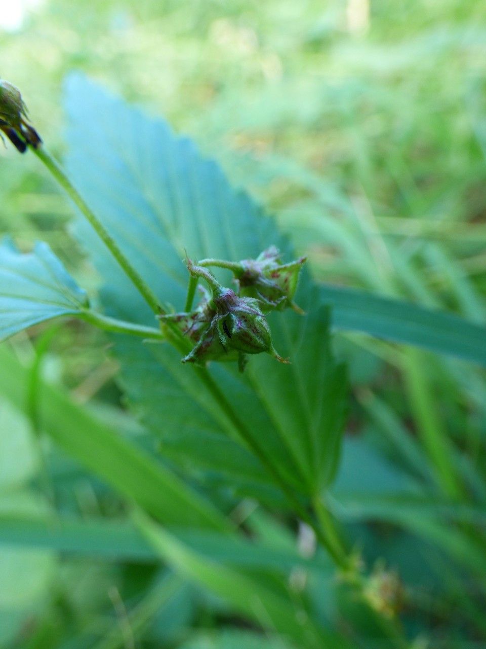 Melochia pyramidata fruit