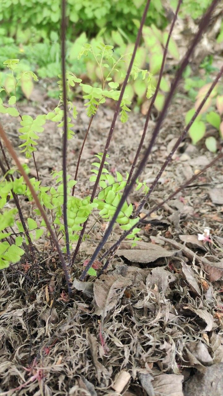 Adiantum pedatum bark