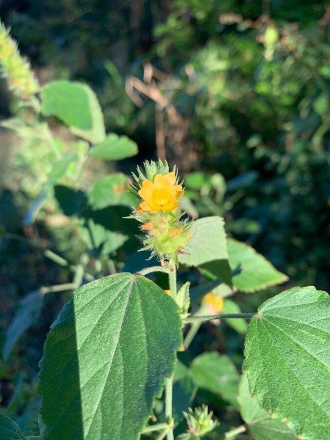 Malvastrum americanum flower