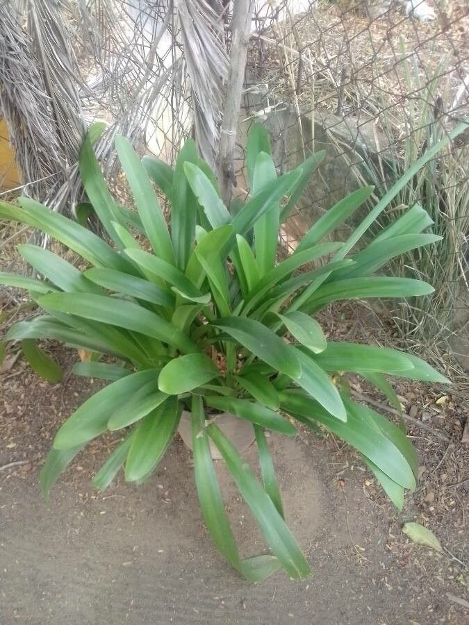 Hymenocallis fragrans leaf