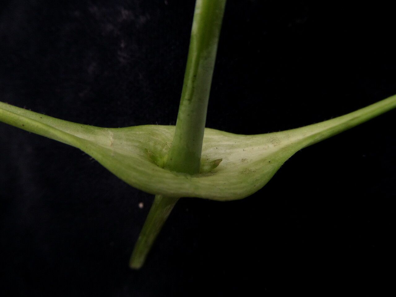 Clematis connata bark