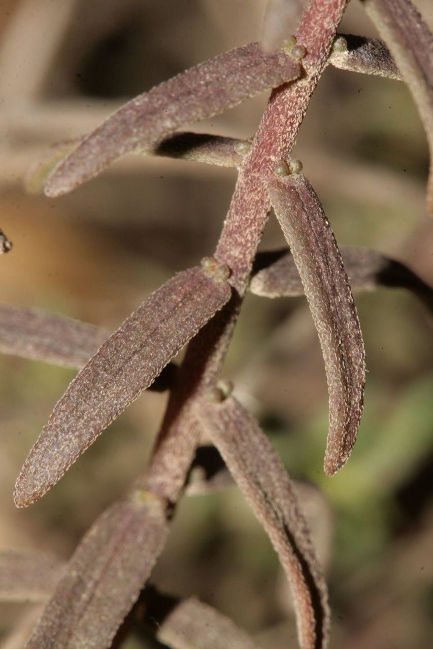 Odontites squarrosus — houseplant care guide