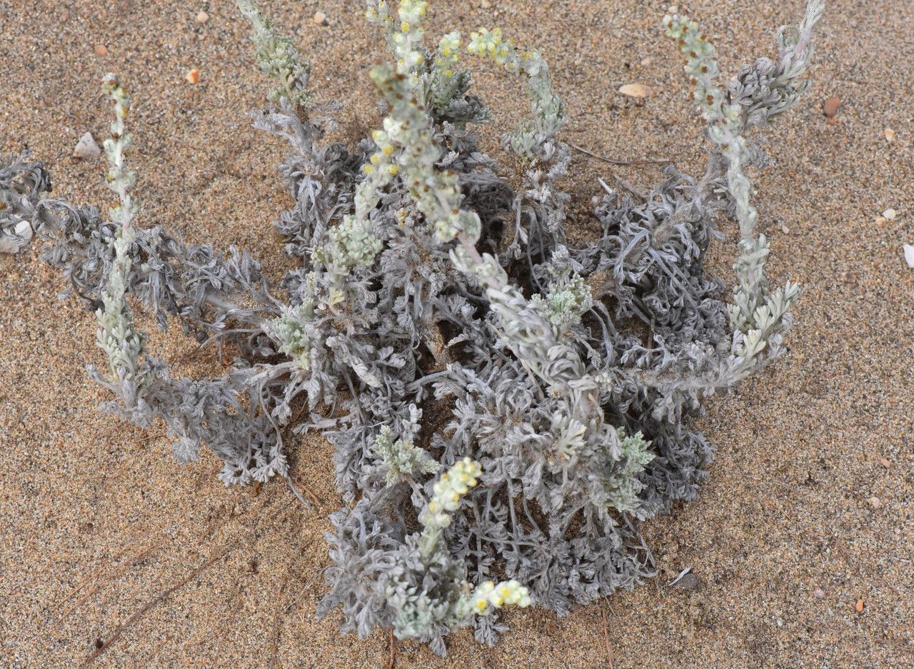 Ambrosia chamissonis bark