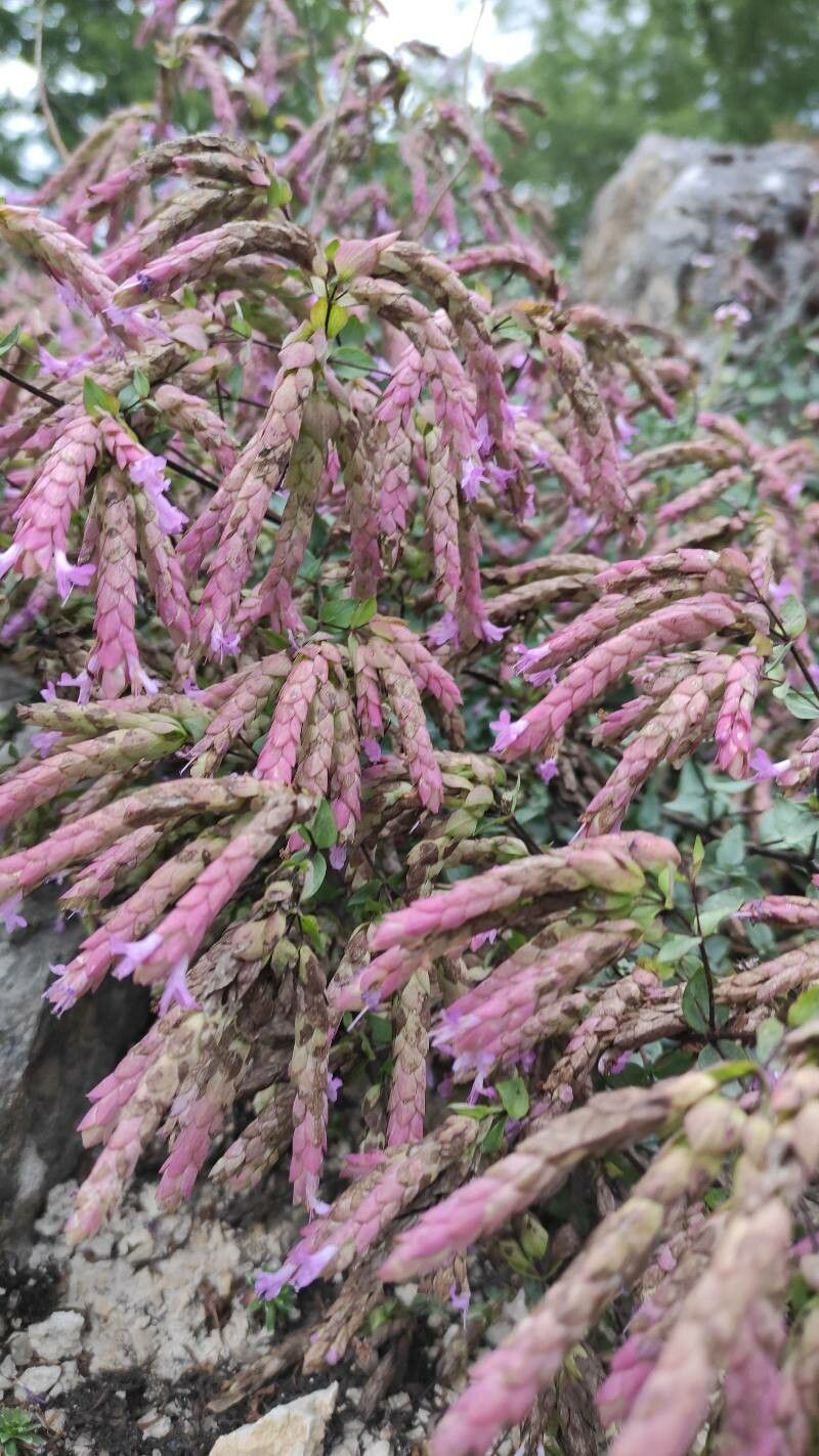 Origanum compactum flower