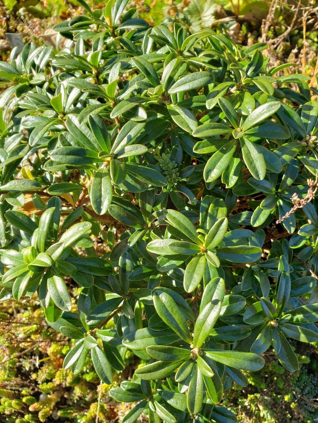 Wikstroemia furcata — related species from the same genus