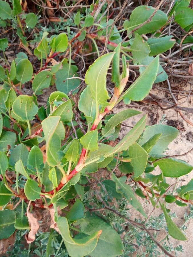 Rumex roseus — search result for 'Rumex'
