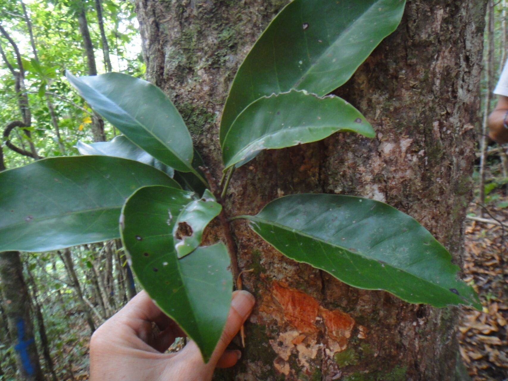 Pycnandra glaberrima — houseplant care guide