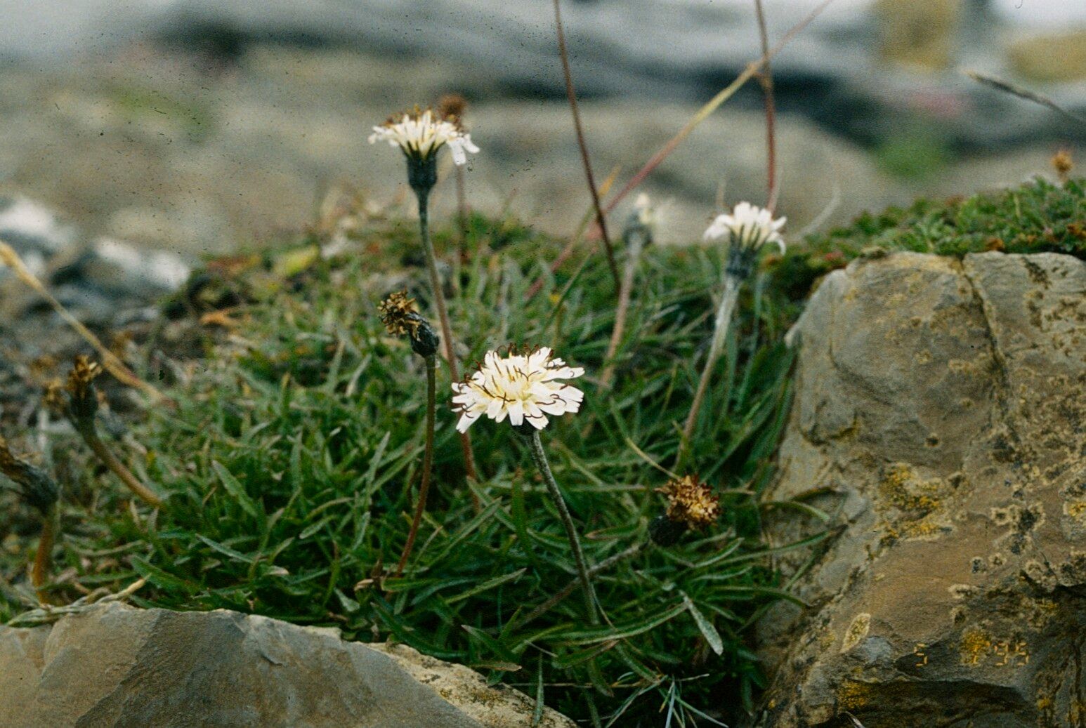 Hypochaeris incana — search result for 'Hypochaeris'