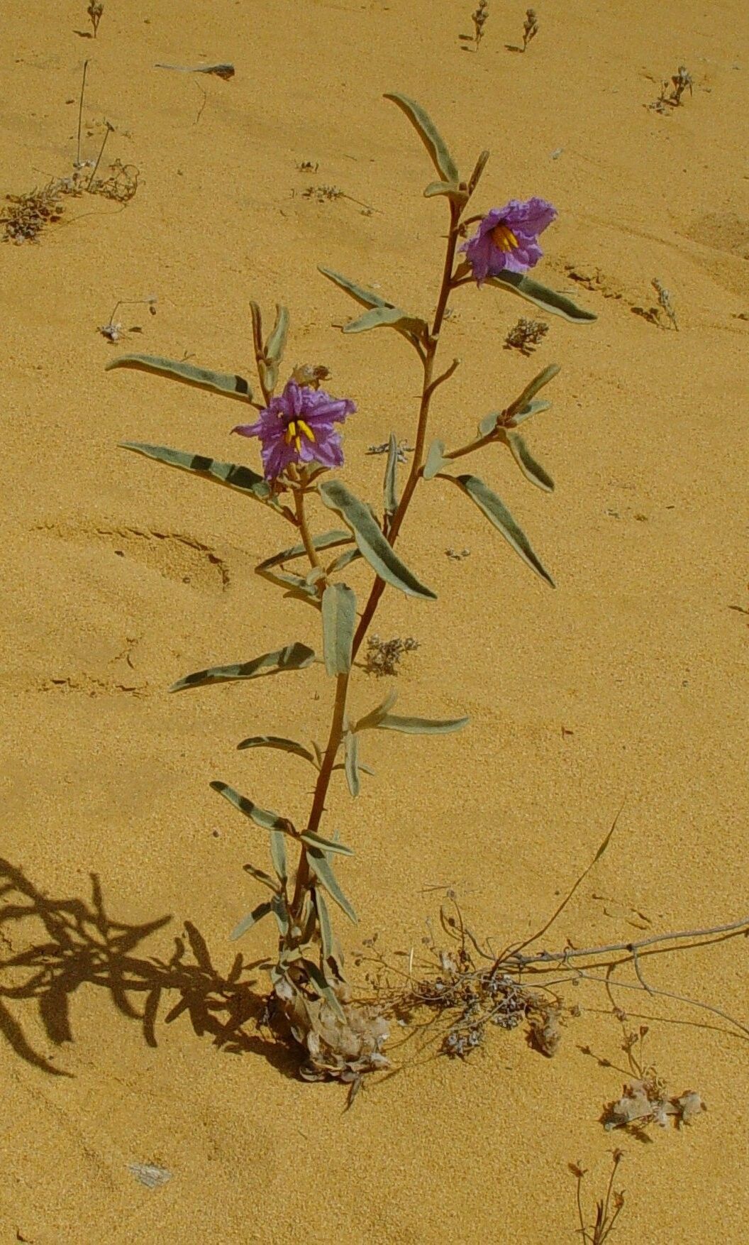 Solanum hesperium habit
