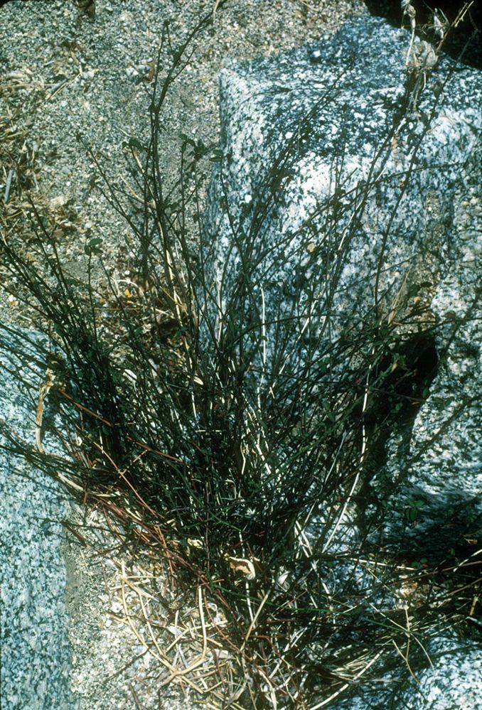 Ayenia compacta habit