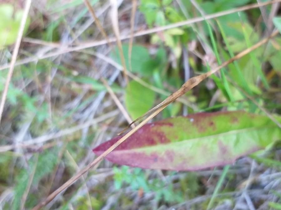 Luzula multiflora leaf